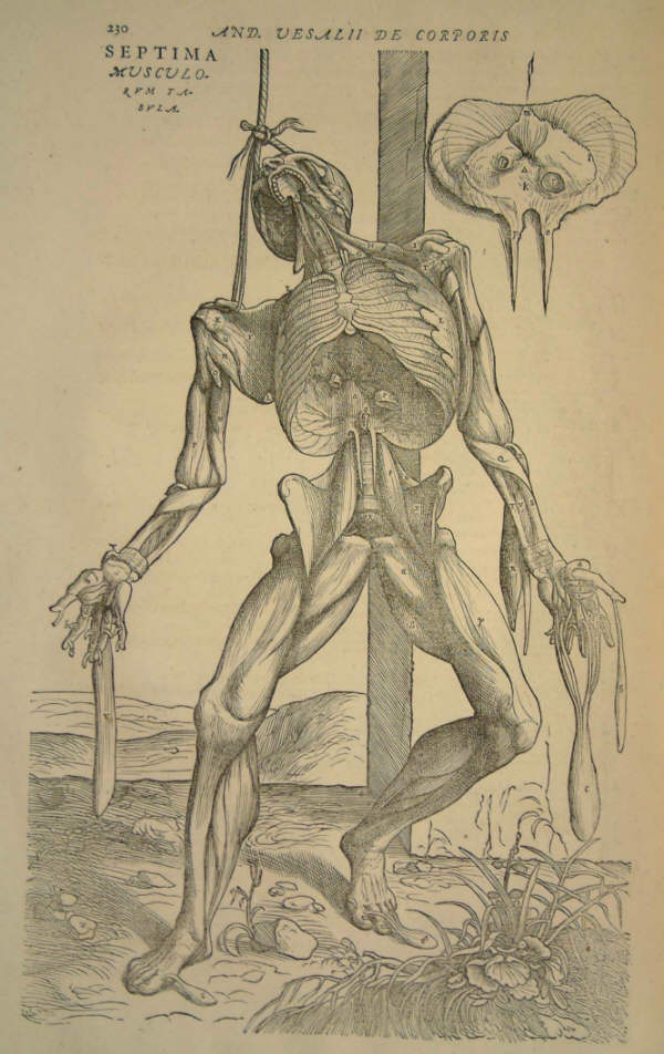 Андреас Везалий. О строении человеческого тела Андреас Везалий. О строении человеческого тела