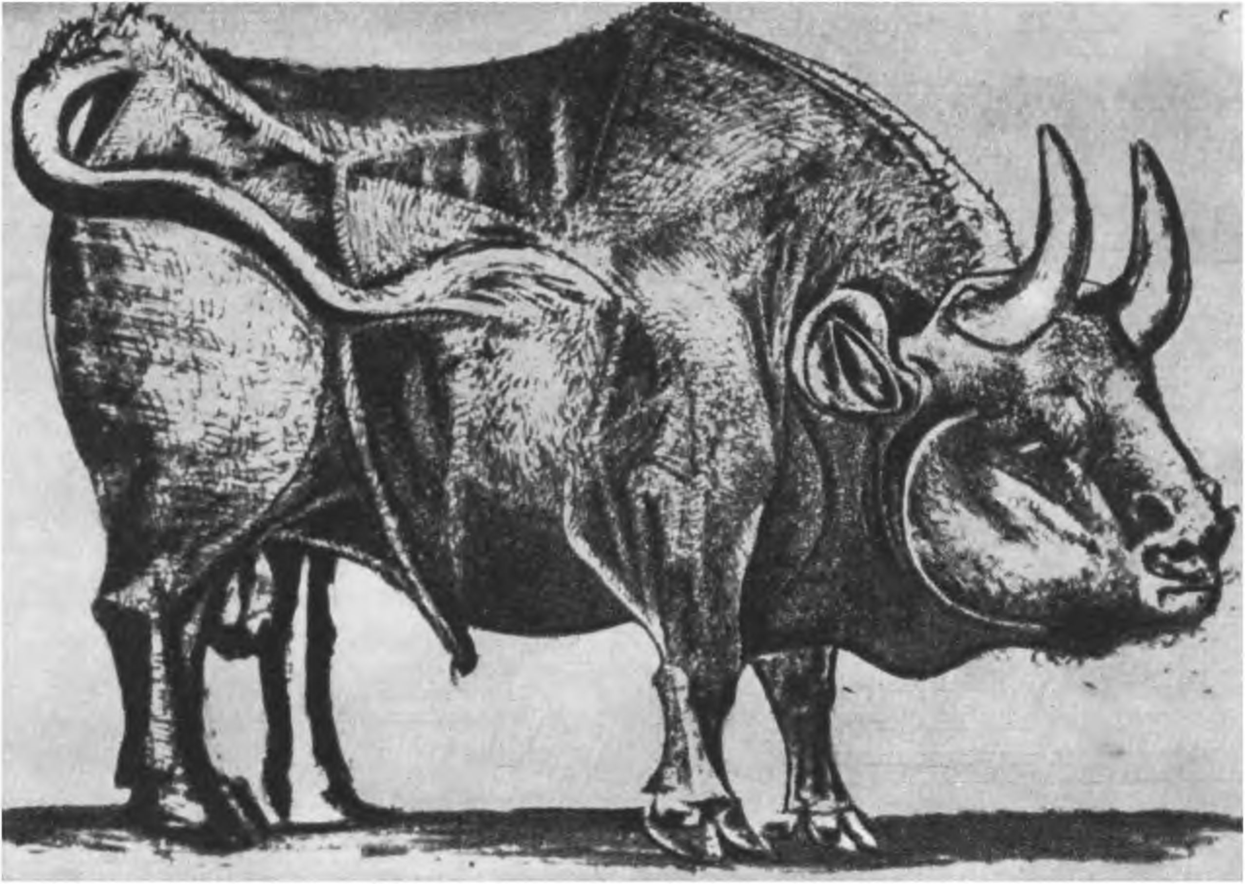 Бык. 18 декабря 1945 г. Бык. 18 декабря 1945 г.