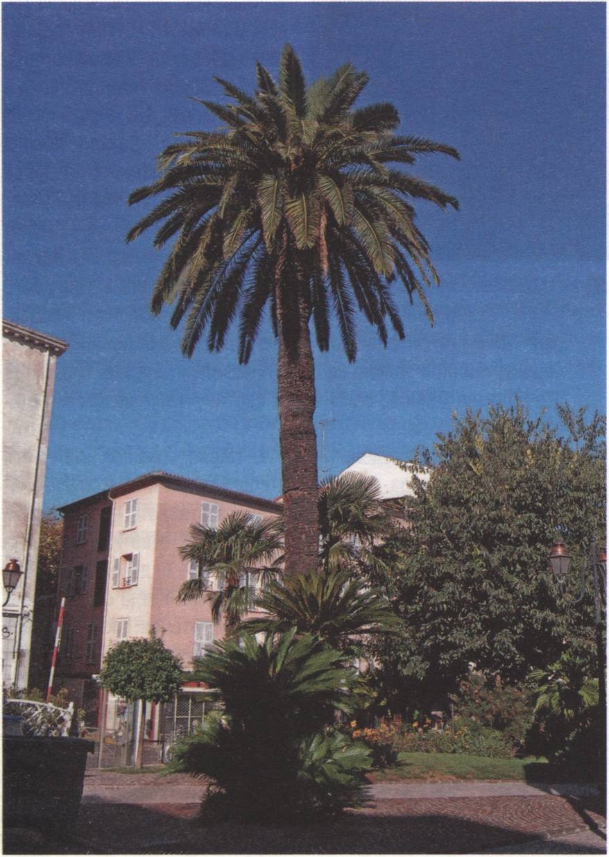 В центре Валлориса В центре Валлориса