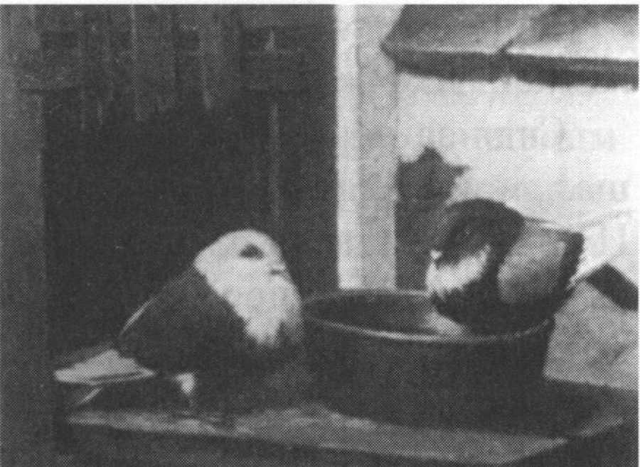 Хосе Руис Бласко. Голуби. Холст, масло Хосе Руис Бласко. Голуби. Холст, масло