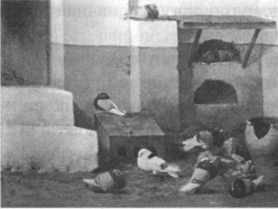 Хосе Руис Бласко. Паломар (Голубиный чердак). Малага, 1878. Холст, масло, 40x57 Хосе Руис Бласко. Паломар (Голубиный чердак). Малага, 1878. Холст, масло, 40x57