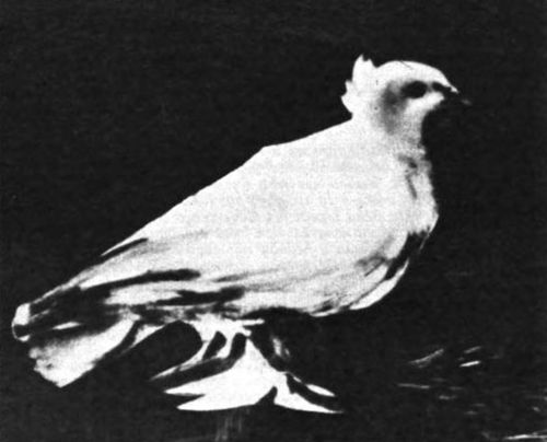П. Пикассо. Голубь мира. 1949 год П. Пикассо. Голубь мира. 1949 год